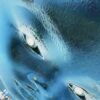 "Bald & BLUtiful" V1 - Image 5